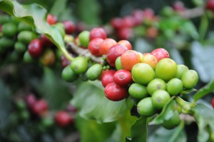 Coffee Cherry